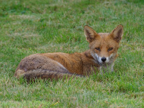 Free Photo of a Red Fox Lying on the Grass Stock Photo