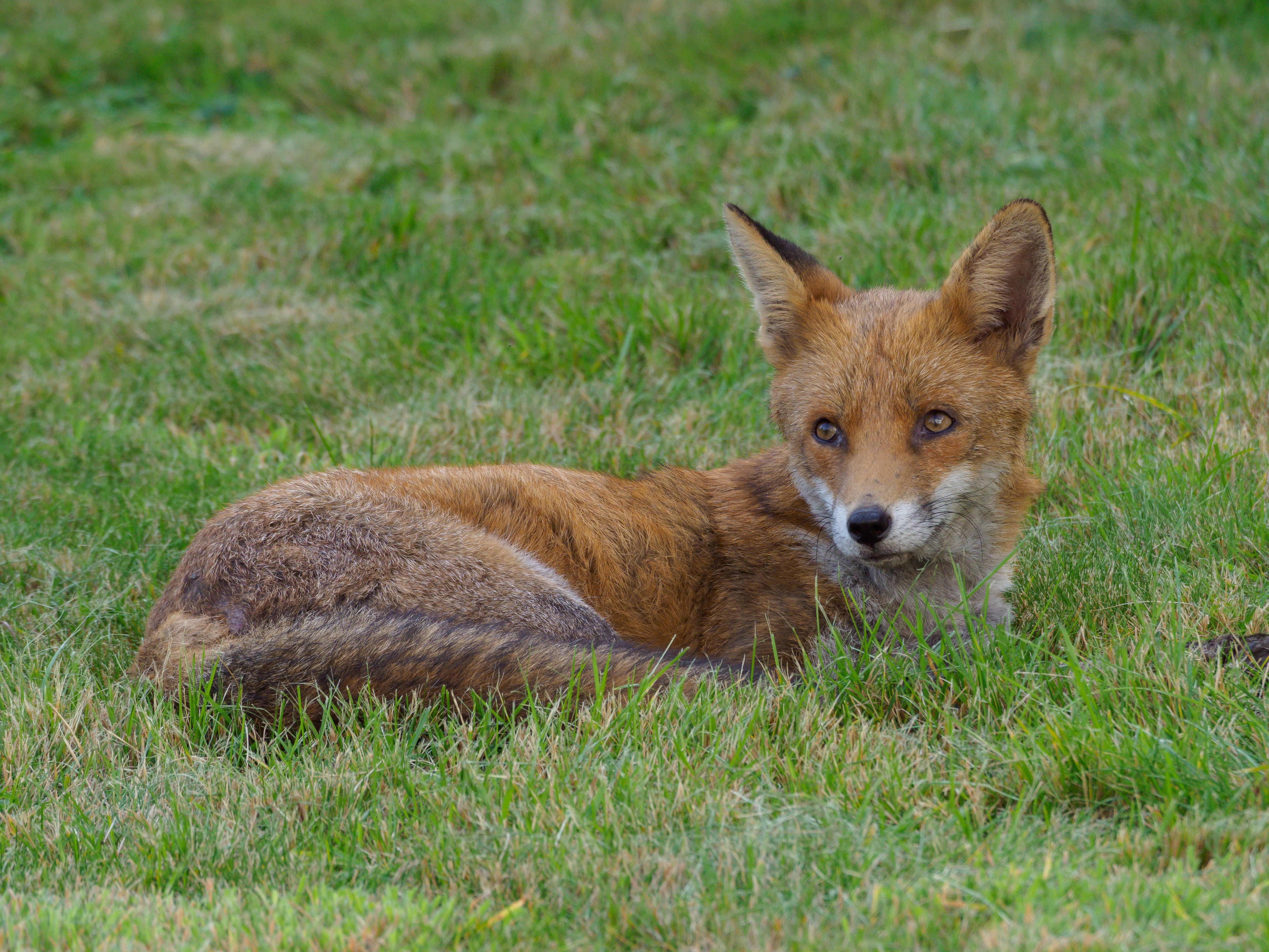 A red fox peacefully lying on green grass, showcasing its vibrant fur and alert expression.