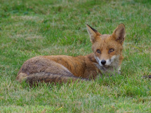Brown Fox Lying on Grass
