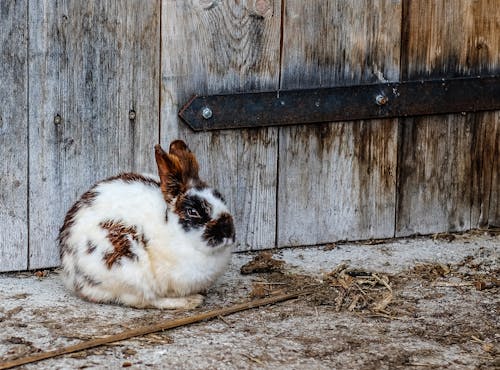 Kostnadsfri bild av djur, kanin