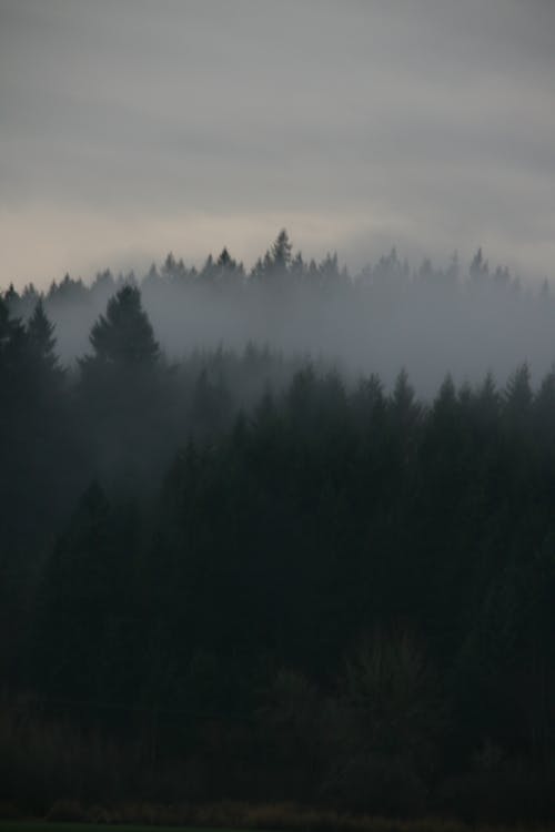 Základová fotografie zdarma na téma borovice, mlha, mlhavá krajina