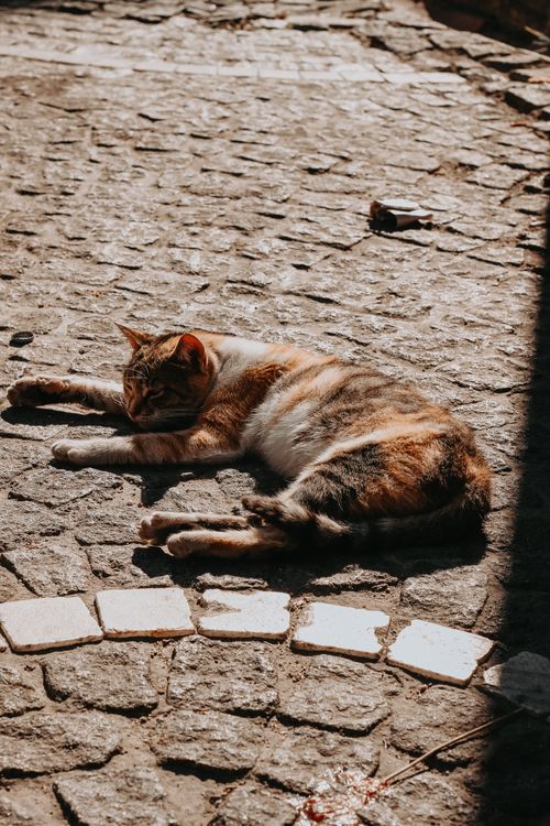 Free A calico cat lying comfortably on a sunlit cobblestone pathway. Stock Photo