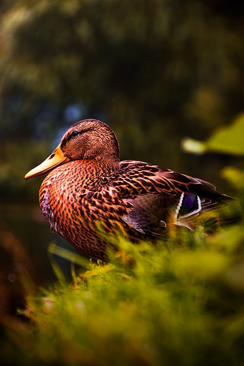 Close-Up Shot of a Mallard 