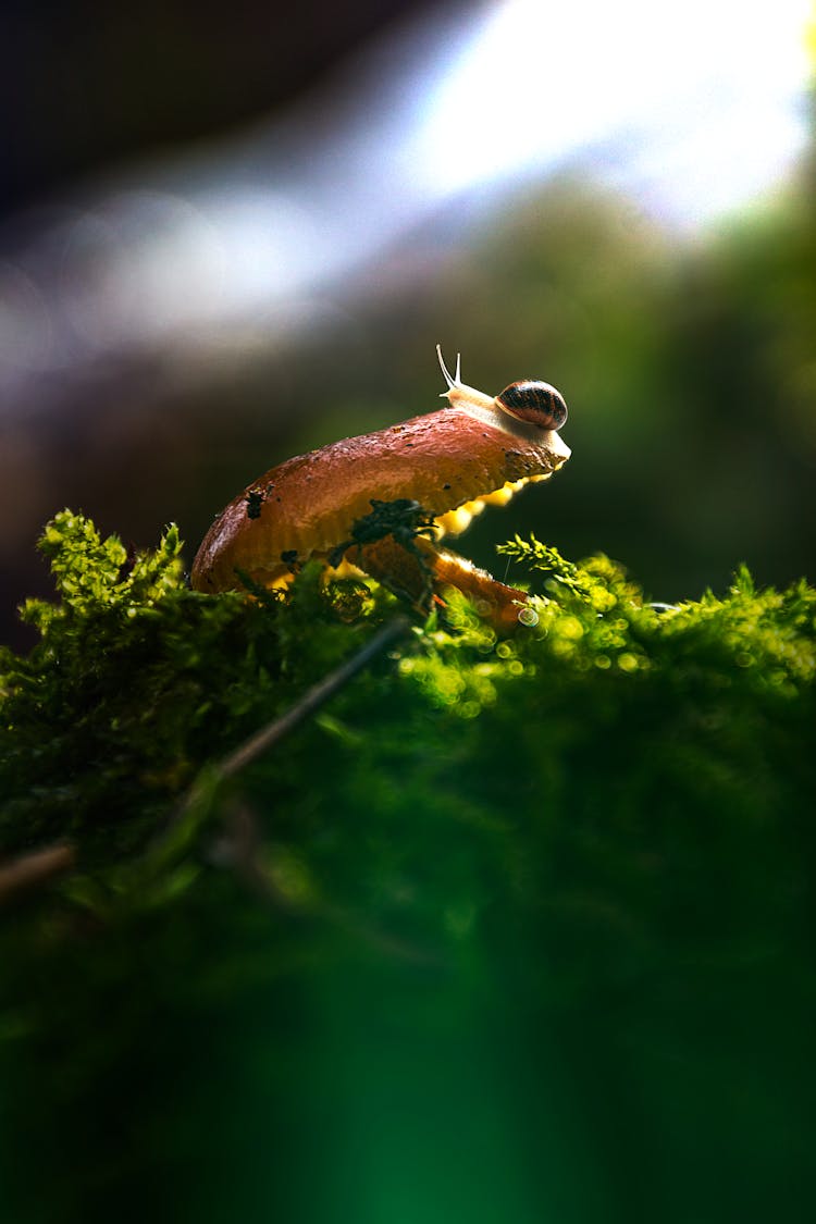 A Baby Snail On A Mushroom