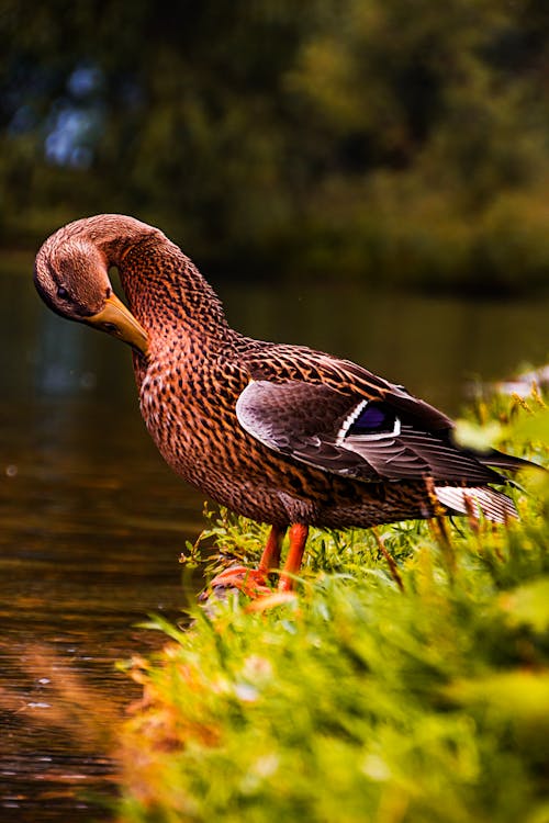 Close Up Photography of a Mallard Near Body of Water