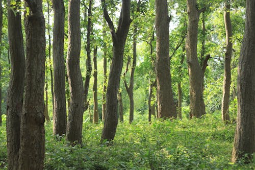 Photograph of a Jungle with Tress and Green Plants