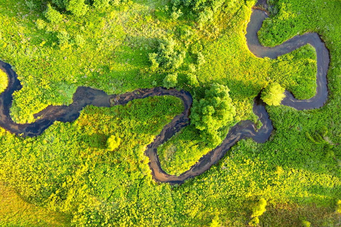 Aerial View of a River Surrounded by Green Trees