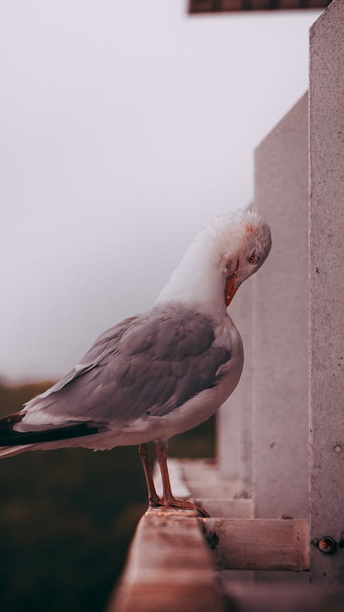 Free White Bird Perched Beside a Concrete Wall Stock Photo