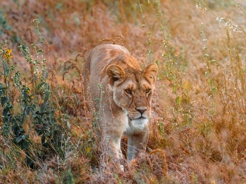 Free Brown Lioness on Brown Grass Field Stock Photo