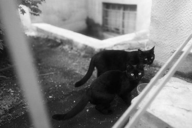 Grayscale Photo Of Black Cats