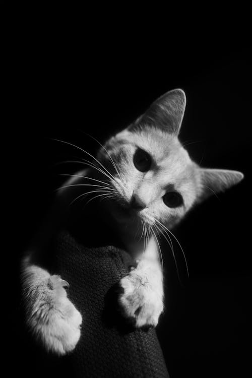 Black and white picture of cat 