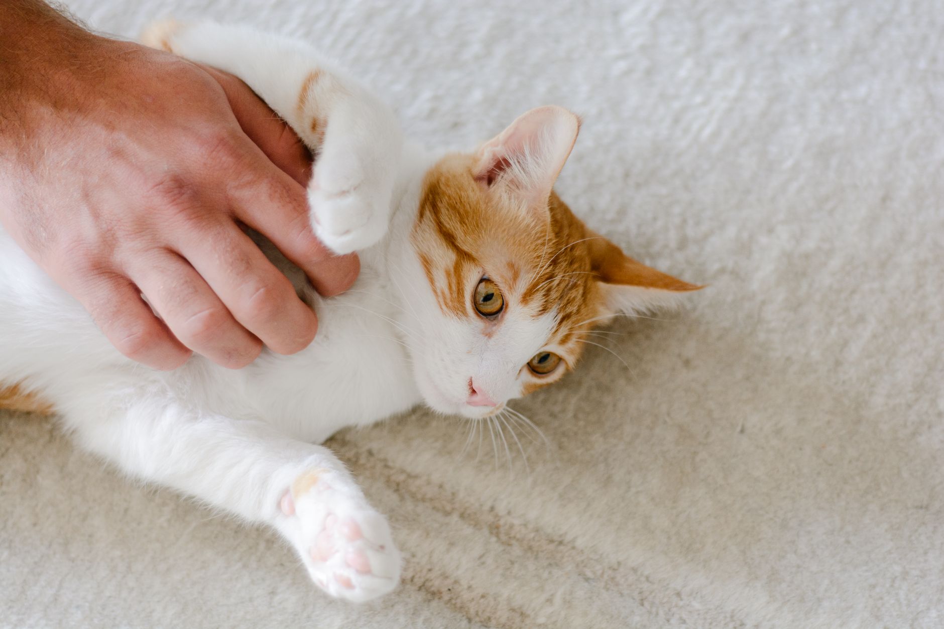 A cat undergoing diagnostic blood testing at a veterinary clinic