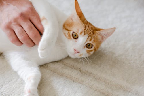 Close-Up Shot of a Tabby Cat