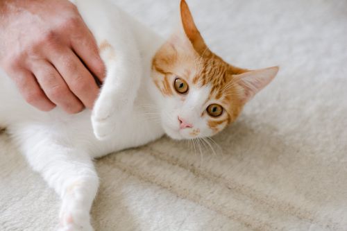 Free A cute ginger and white domestic cat enjoying a gentle petting on a soft carpet. Stock Photo