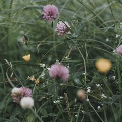 Clover and wildflowers in lush grass by Nikolaeva Nastia on Pexels