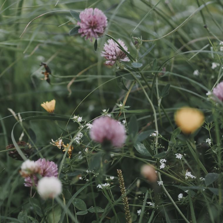 Clover and wildflowers in summer grass — photo by Nikolaeva Nastia on Pexels