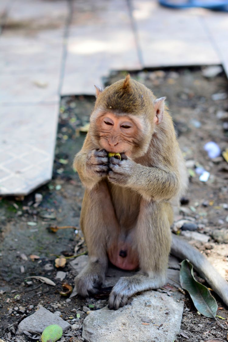 A Monkey Eating A Fruit