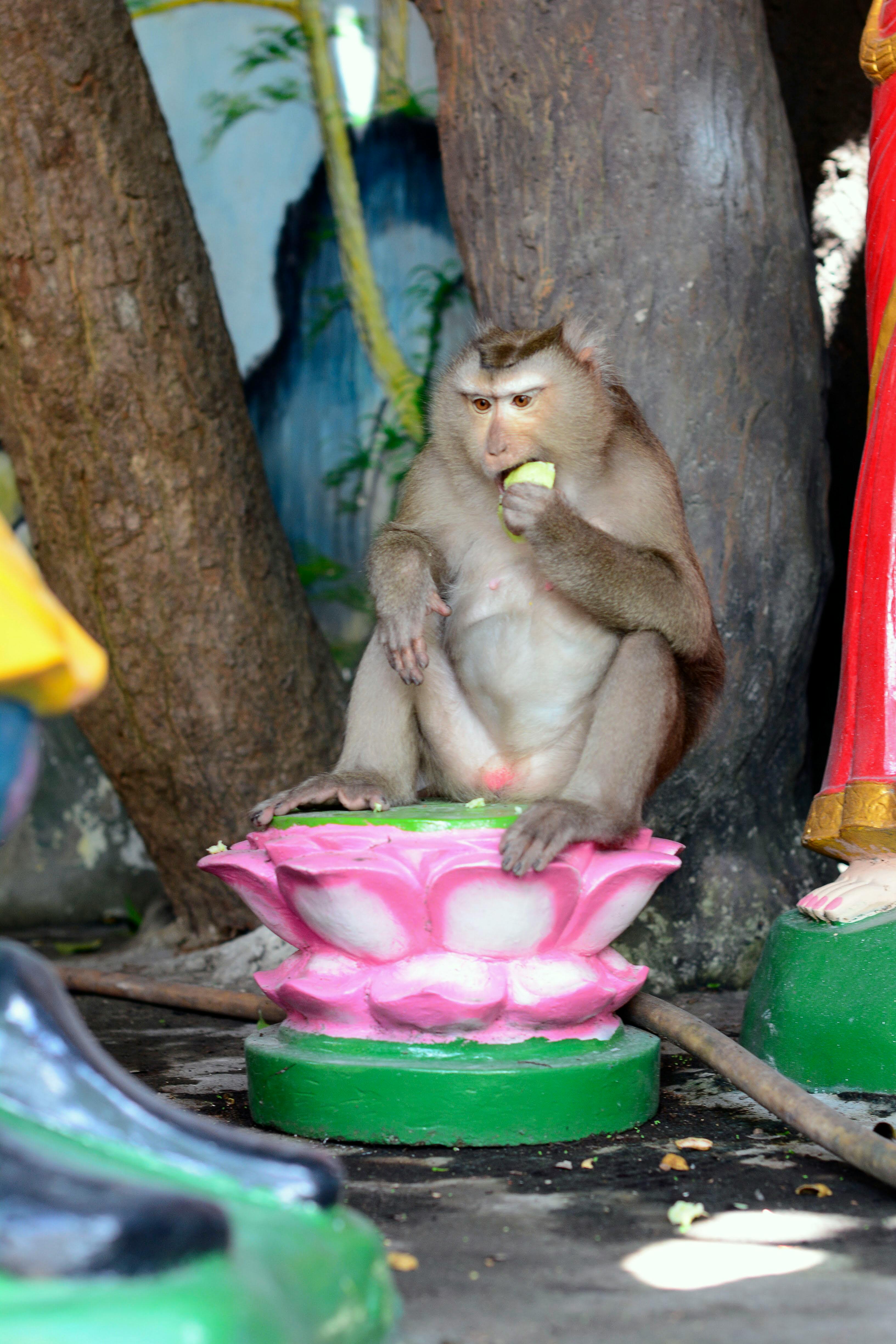 Asal Usul Kue Ape: Jajanan Legendaris Ibukota