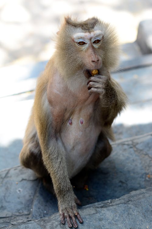 Close-Up Photograph of a Macaque Eating