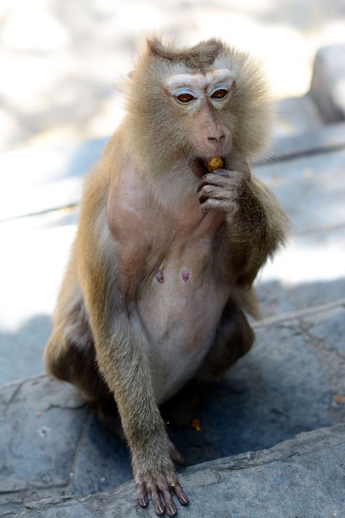 Free A macaque monkey sits on stone steps enjoying a snack in an outdoor setting, capturing wildlife behavior. Stock Photo