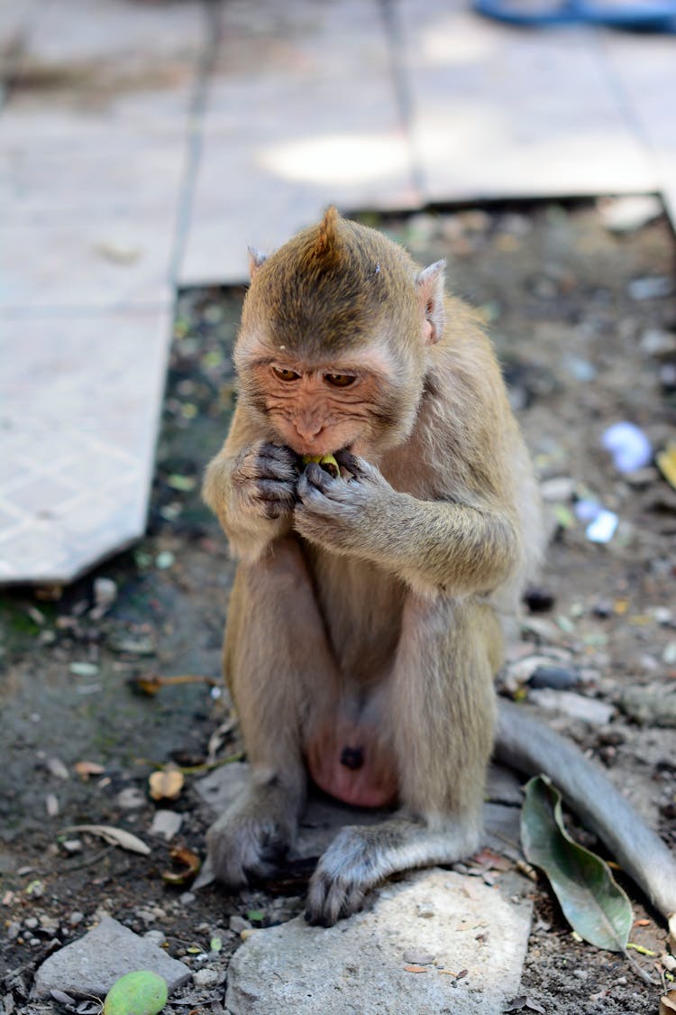 A Monkey Eating A Fruit