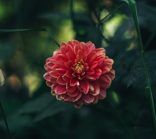 Close-Up Shot of a Red Dahlia