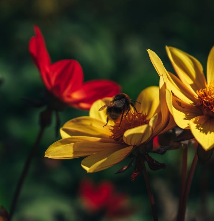 Macro Shot of a Bee Pollinating a Flower