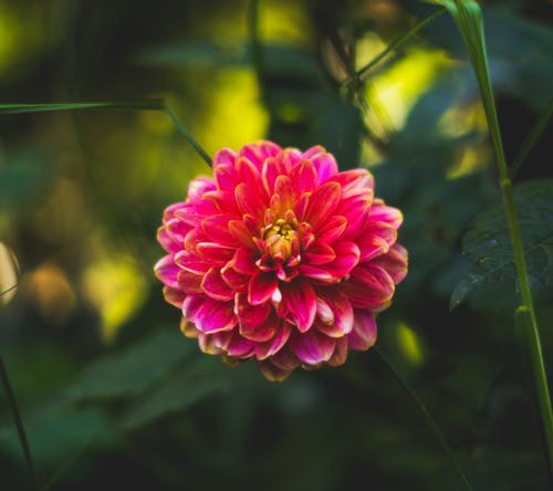 Free Photograph of a Dahlia Flower with Pink Petals Stock Photo