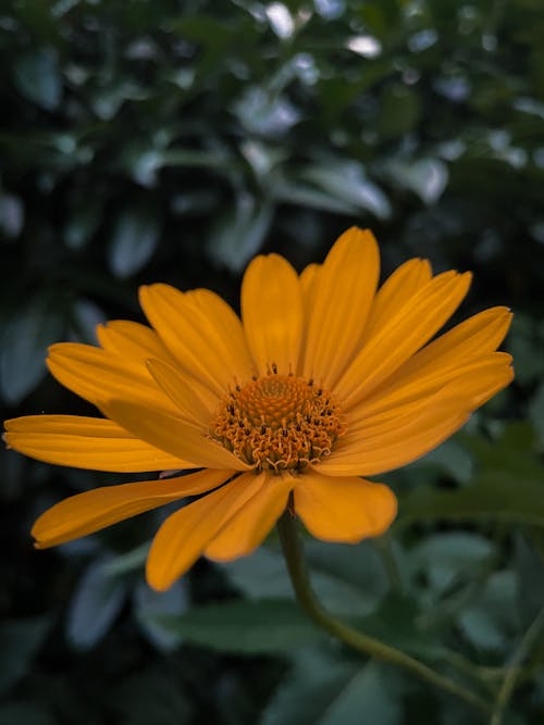Photograph of a Sunflower with Yellow Petals