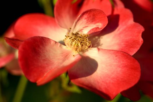 Macro Shot of a Red Dog Rose Flower