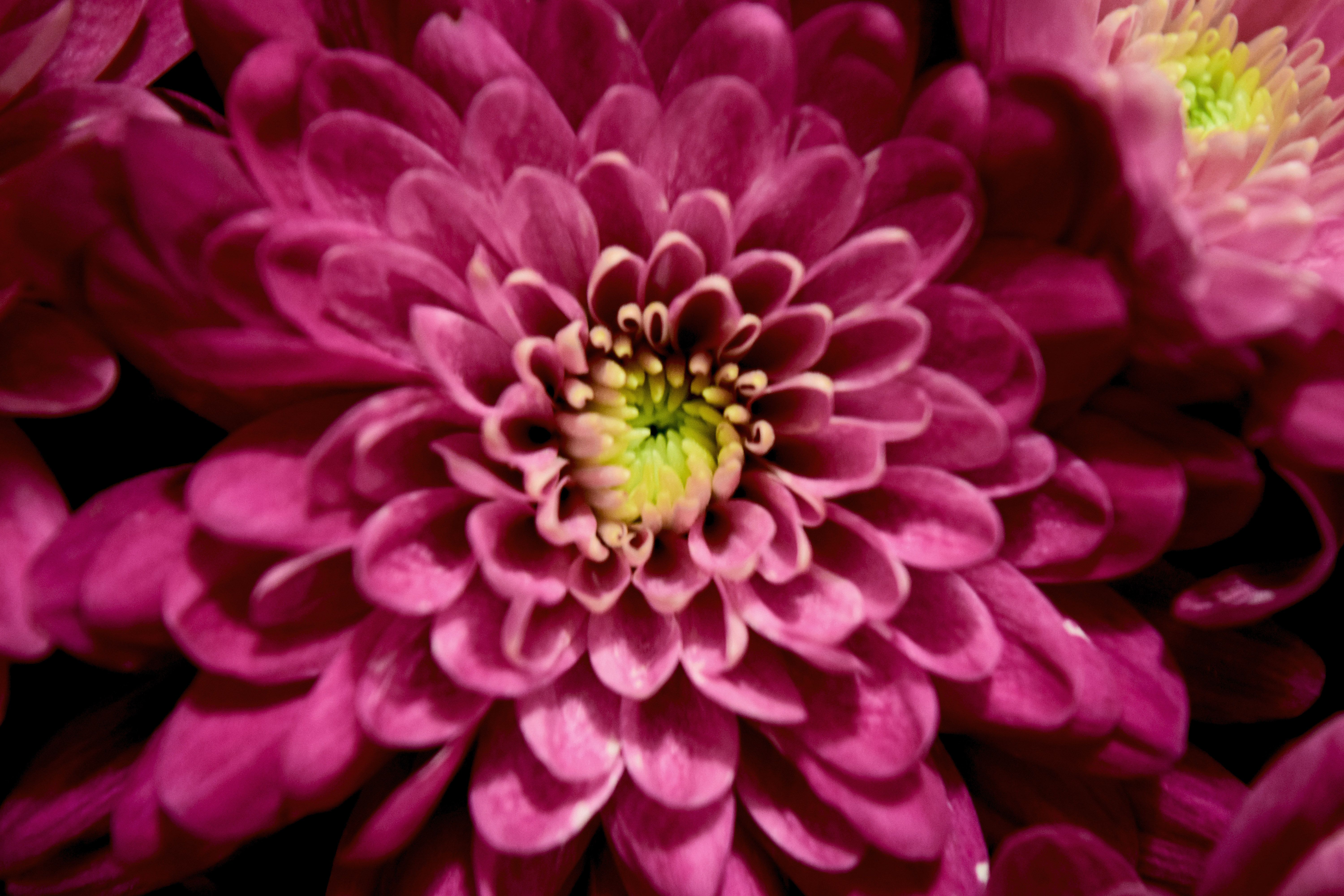 Kostenloses Foto Zum Thema Blume Bl tenblatt H bsch