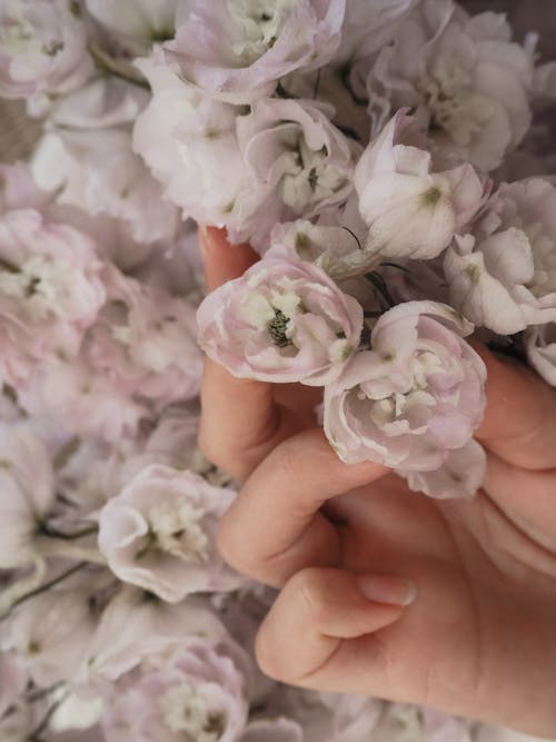 Free A Person's Hand Touching Peony Flowers Stock Photo