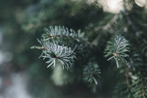 Live Christmas Tree Care Tips To Keep It Fresh From Now Through New Year