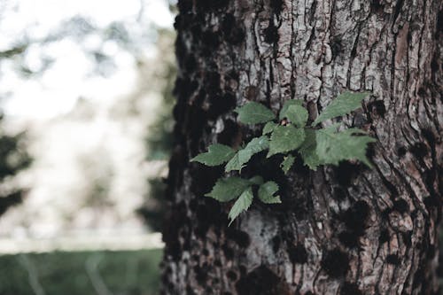 Foto d'estoc gratuïta de branca d'arbre, creixent, fulles