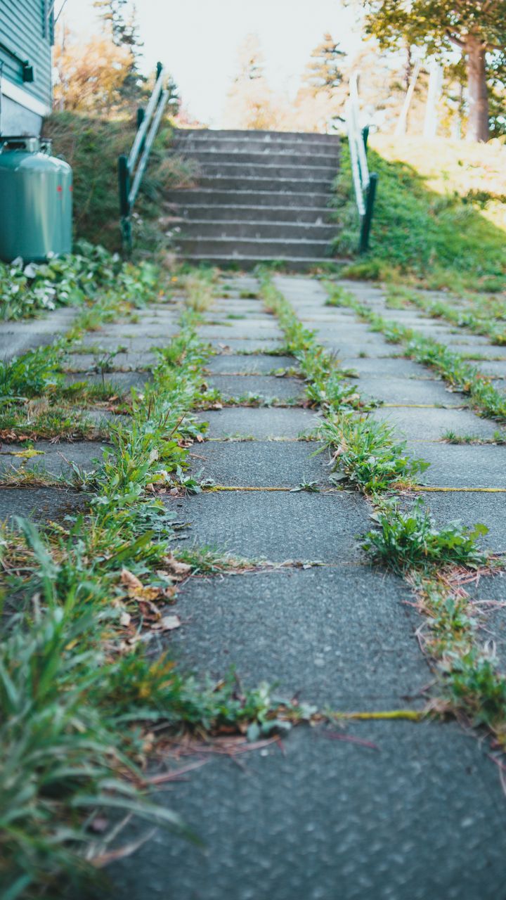 Plant Low-Growing Ground Covers