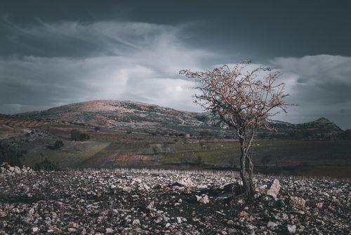Free A solitary tree stands amidst rocky terrain and fields, beneath turbulent, overcast skies. Stock Photo