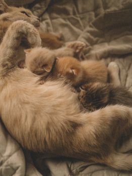 Quelle est la meilleure litière pour mon chat et comment bien l'entretenir ?