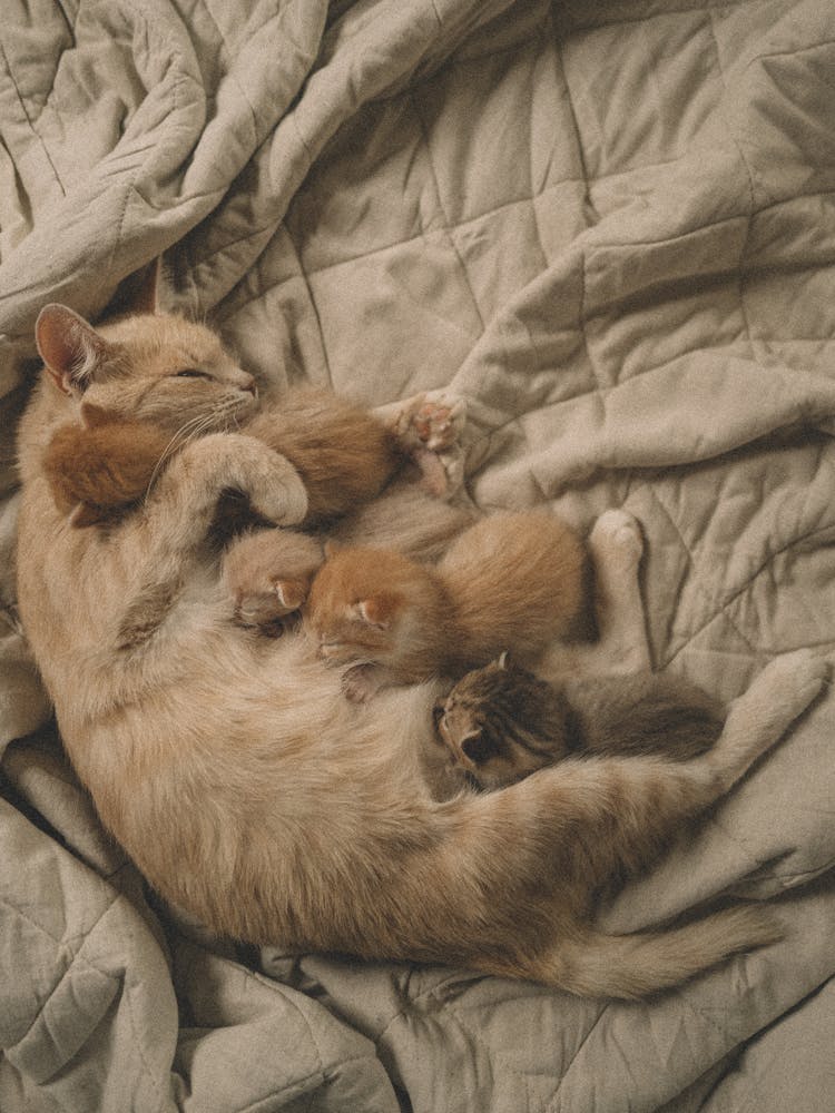 A Cat Nursing Its Kittens 