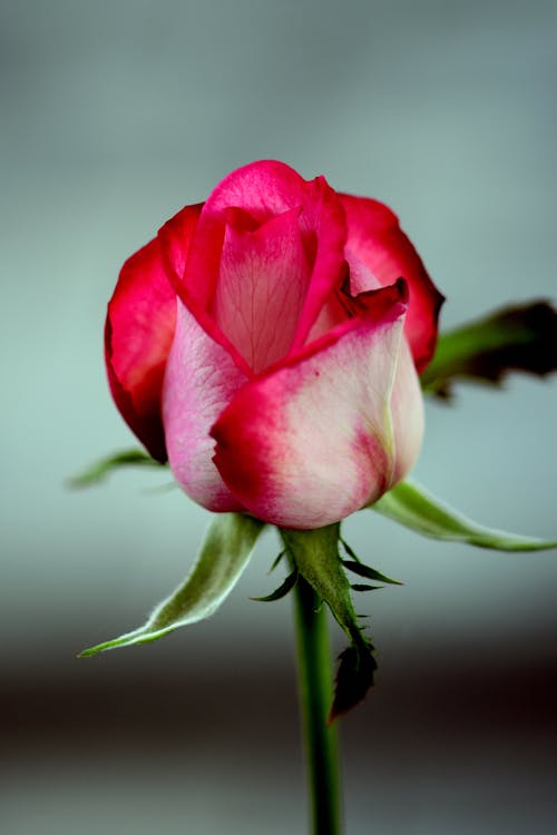 A Pink Rose in Full Bloom