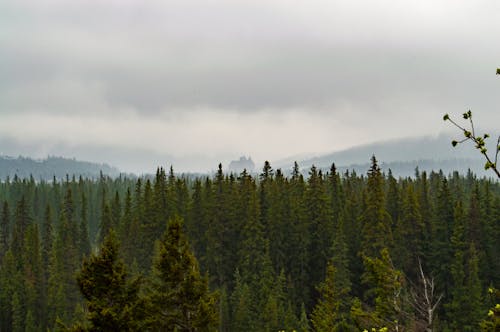 Green Trees Under Nimbus Clouds