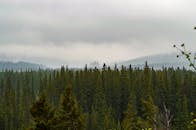 薄雾笼罩着郁郁葱葱的常绿森林，天空阴沉，营造出宁静的自然景观