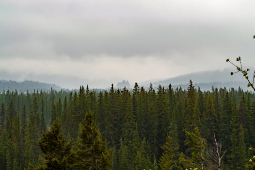 薄雾笼罩着郁郁葱葱的常绿森林，天空阴沉，营造出一片宁静的自然景观
