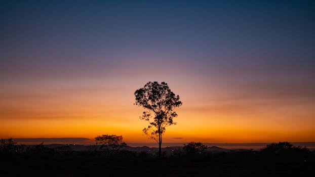 A mesmerizing silhouette of a tree against a vivid sunset sky in Pune, India. Perfect for scenic wallpapers.