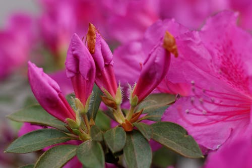 Blooming Flower Buds with Green Leaves 