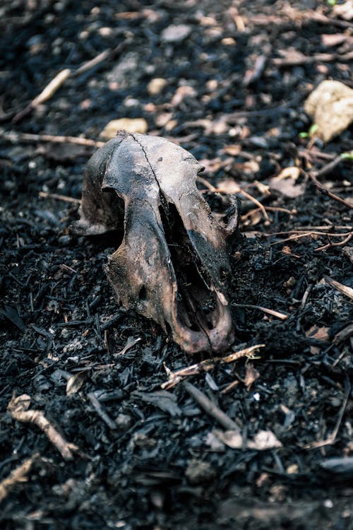 Close-Up Photo of a Burnt Skull of an Animal