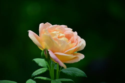 Selective Focus Photo of a Blooming Rose Flower