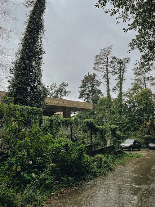 Wet Alley Between Greenery 