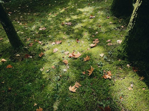 Free Dry Leaves on the Grass Stock Photo