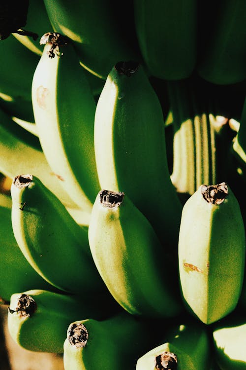Free Green Bananas in Close-Up Photography  Stock Photo