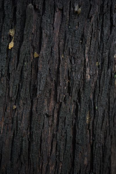 Close-up of tree bark texture showing healthy growth patterns